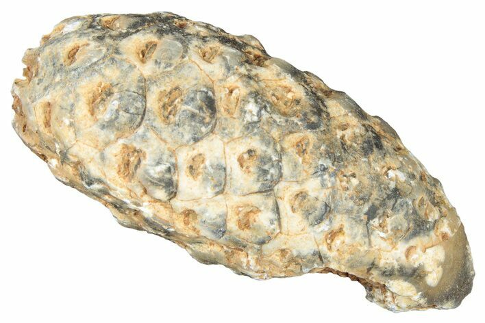 Fossil Cycadophyte Seed Cone - Boujdour, Morocco #325269